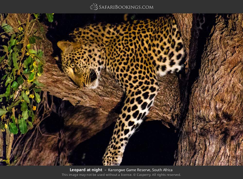 Leopard at night in Karongwe Private Game Reserve, South Africa
